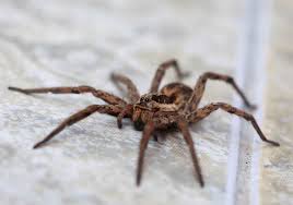 The only 100% sure way of. How To Avoid A Wolf Spider Bite Terminix