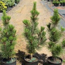 We did not find results for: A Columnar Form With Beautiful Large Dark Green Needles It Is Not Extremely Narrow It Will Be About 3 Wide When 8 Tall Plants Dark Green Conifers