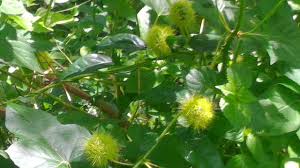 Cerita keluarga yang pertama kali buktikan khasiat bajakah sembuhkan kanker. Manfaat Dan Khasiat Tanaman Buah Ulat Bulu Rambutan Hutan Steemit