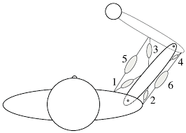 Quickly memorize the terms, phrases and much more. Simple Model Of The Human Arm Consisting Of Two Planar Joints And Six Download Scientific Diagram