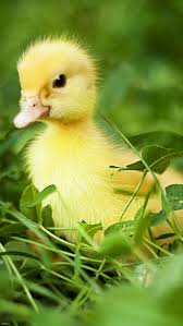 Cute Duck Wallpapers Top Free Cute Duck Backgrounds Wallpaperaccess Search free duck wallpaper ringtones and wallpapers on zedge and personalize your phone to suit you. cute duck wallpapers top free cute