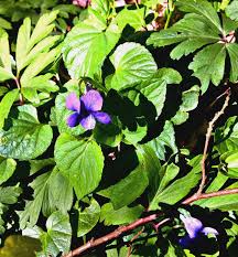 Pin Auf Nature Flower Forest