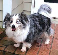 Find a australian shepherd puppy from reputable breeders near you in north carolina. Hayesville Nc Australian Shepherd Meet Sammy A Pet For Adoption