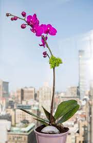 21 Kinda Genius Reasons You Should Buy Some Flowers Asap Flower Arrangements Orchids Orchids In Water