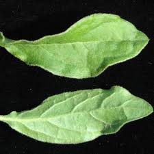 Image result for Aerva leucura