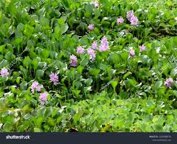 Image result for Astripomoea lachnosperma