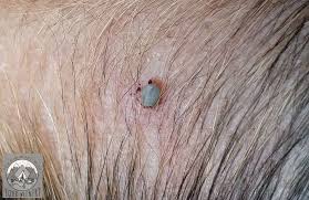 Not only using insect repellent on yourself, but you should spray them on the tents and other equipment that you bring along, especially when you go for an overnight hike. Ticks Ticks Ticks Remember To Protect Your Dog When Hiking