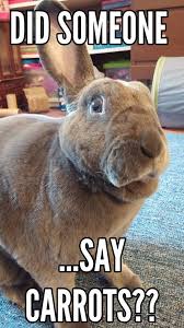 When you search jojo from now on. 20 Bunny Memes That Are Just Way Too Cute Sayingimages Com