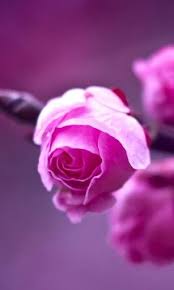 Download and share awesome cool background hd mobile phone wallpapers. 3d Flower Wallpaper Hd For Mobile Paulbabbitt Com