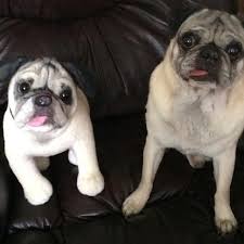 Cuddle clones is a company that makes custom stuff animals of your pet from photos. This Company Makes Exact Plush Toy Copies Of Your Pets Bored Panda