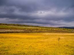 Grassland is land covered with wild grass. Grassland Biome And Types Of Grassland Biomes Conserve Energy Future