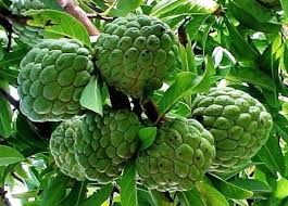 Image result for Annona squamosa