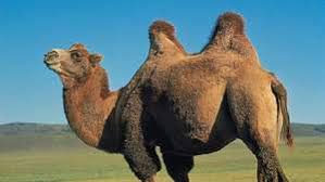 So what does the tarot have to do with symbolic camel meaning? Camel Description Humps Food Types Adaptations Facts Britannica