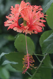 Image result for Hibiscus schizopetalus