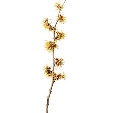 Filler flowers, also known as 'volume flowers', are perfect for creating the floral foundation and color palette of your wedding floral designs. A Glossary Of Wedding Flowers By Color