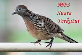 Dalam pemilihan perkutut ini harus butuh kejelian dan pengalaman khusus untuk memastikanya. Download Suara Burung Perkutut Super Gacor Mp3 5 Menit Sampai 1 Jam Si Binatang