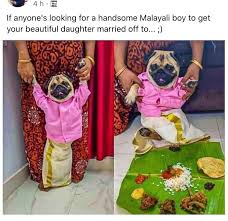 If you've ever brought a new puppy home, you know how much fun it can be. Pet Owner Dresses Pug As Groom Post Goes Viral As Dog Gets Marriage Proposals