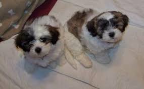 Why buy a shih tzu puppy for sale if you can adopt and save a life? 5 Best Shih Tzu Breeders In North Carolina 2021 We Love Doodles