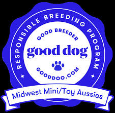 Discount99.us has been visited by 1m+ users in the past month Midwest Mini Toy Aussie For Sale Midwest Minitoy Aussies