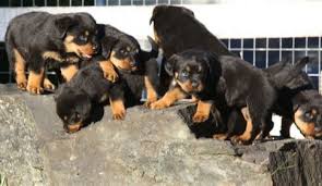 Access 442 trusted reviews, 38 photos & 68 tips from fellow rvers. Rottweiler Puppies For Sale Tallahassee Fl Rottweiler Puppies For Sale Rottweiler Puppies Puppies