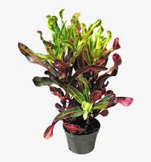 Punch up dense shade with the mottled leaves of caladiums. Download Tropical Indoor Office Plants Indoor Plants Croton Hirt S Gardens Mamey Croton 6 Pot Colorful House Png Image With No Background Pngkey Com