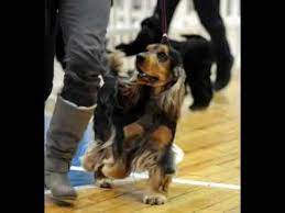 We did not find results for: Sable English Cocker Spaniel Youtube