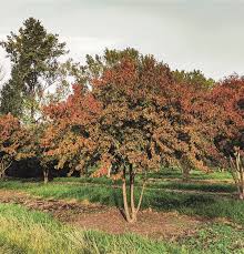 Image result for Cornus mas