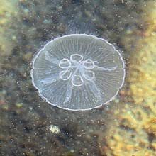 Aurelia Aurita Wikipedia