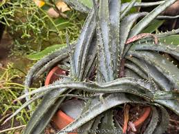 Image result for Aloe suprafoliata