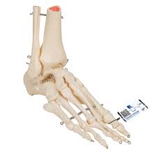 The patella, also called the knee cap, is a sesamoid bone. Foot And Ankle Skeleton Leg And Foot Skeleton Models Human Bone Model Lower Extremities Leg And Foot Teaching Models Skeleton Leg Skeleton Foot