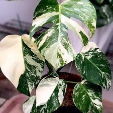 Image result for Monstera