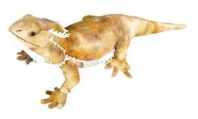 Adore 21 Pogo The Bearded Dragon Lizard Stuffed Animal Plush Toy Pet Dragon Animals Animal Dolls