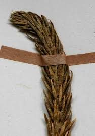 Image result for Huperzia saururus