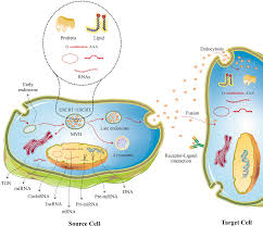 RETRACTED ARTICLE: A paradigm shift in cell-free approach: the emerging  role of MSCs-derived exosomes in regenerative medicine | Journal of  Translational Medicine | Full Text