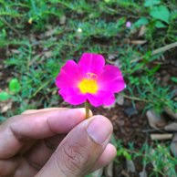 Maybe you would like to learn more about one of these? Jual Bibit Stek Bunga Cantik Manis Krokot Pink Tua Di Lapak Nazia Bukalapak