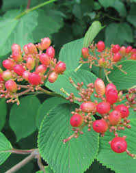 Image result for Pittosporum fulvotomentosum