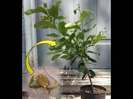 Next, i peeled the protective layer off each. From Seed To Sapling Lemon Tree Time Lapse Youtube