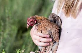 We did not find results for: La Poule Votre Nouvel Animal De Compagnie Depuis Mon Hamac