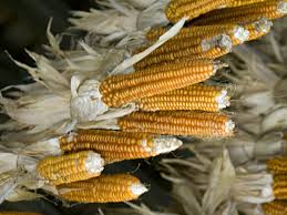If you continue to use this website without changing your cookie settings or you click accept below then you are consenting to this. Reviving An Heirloom Corn That Packs More Flavor And Nutrition The Salt Npr