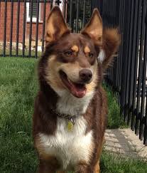 Black And Brown Husky Shepherd Mix Red Aussie Husky Mix Maybe This Is What My Guy Will Look Like I Don T Think His Ears Will Stand Up Though Husky Shepherd Mix Unique Dog Breeds Dogs