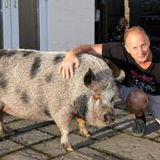 Big Porkie: Why Do We Keep Falling For The Myth Of The Micro Pig? | Pets |  The Guardian