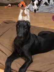 Greater dayton lab rescue in brookville, oh has pets available for adoption. View Ad Great Dane Puppy For Sale Near New York Cheektowaga Usa Adn 99491