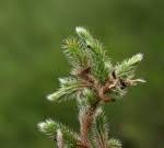Image result for Selaginella afrorum