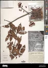 Image result for Symphonia globulifera