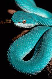 White Lipped Tree Viper In Its Blue Phase Beautiful Snakes Animals Animals Wild