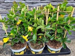 Image result for dipladenie žlutá obrázek