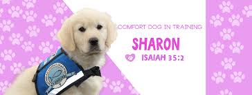 Category: K-9 Comfort Dogs
