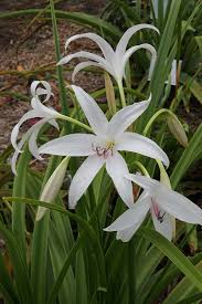 Image result for Crinum paludosum