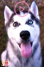 Schlittenhund — schlittenhunde in aktion als schlittenhund bezeichnet man jeden hund, der vor einen hundeschlitten gespannt wird, um diesen mittels geschirr und leinen zu ziehen. Which Are The Cutest Husky Breeds Of All Miniaturehusky Of All The Husky Breeds The Siberian Husky Is The Sled Dog Best Know Husky Breeds Husky Dog Sledding