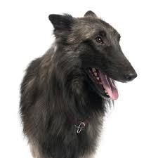 Belgischer Tervueren Wisdom Panel German